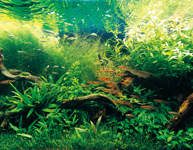 http://www.amanotakashi.net/portfolio/nature_aquarium/images/009.jpg