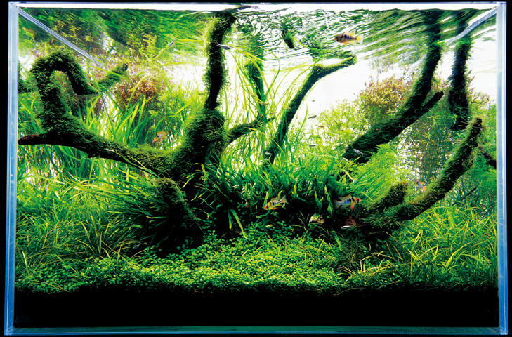 http://www.amanotakashi.net/portfolio/nature_aquarium/images/019.jpg